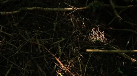 Tree roots Stock Footage 7895100