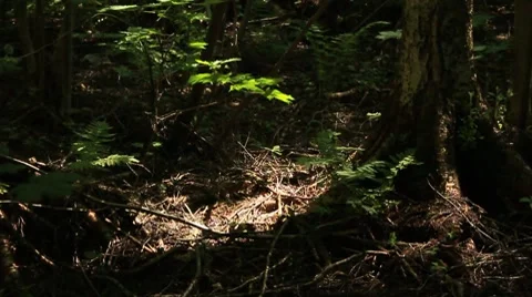 Tree roots Stock Footage 7895154