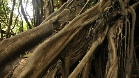 Tree Roots Video stock 10753098