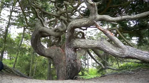Tree roots Stock Footage 10915011