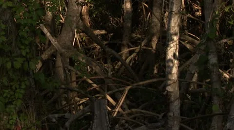 Tree roots 스톡 동영상 12761422