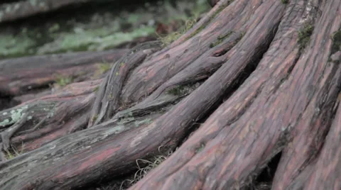 Tree Roots Video stock 31038136