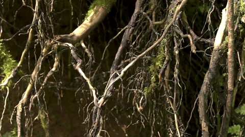 Tree roots Video stock 39844671