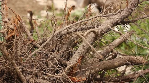 Tree roots Stock Footage 49050111