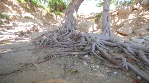 Tree roots Stock Footage 90282191