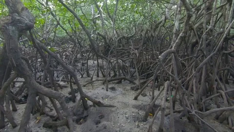 Tree roots 스톡 동영상 109796775