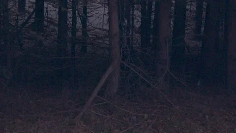 Tree roots 스톡 동영상 137641356