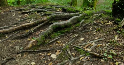 Tree roots Stock Footage 137651066