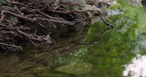Tree roots Stock Footage 137652094