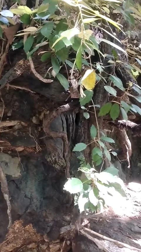 Tree roots on the forest cliff Stockbeeldmateriaal 331107201