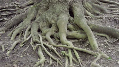 Tree roots in the forest Stock Footage 197065900