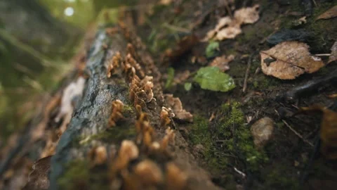 Tree roots in forest Stock Footage 255625772