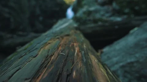 Tree roots in forest Stockbeeldmateriaal 255625844