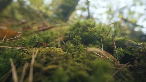 Tree roots in forest Stock Footage 255625859