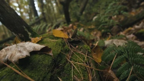 Tree roots in forest Stock Footage 255626130