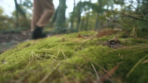 Tree roots in forest Stock Footage 255626131