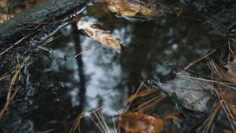 Tree roots in forest Stock Footage 255626198