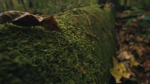 Tree roots in forest Stock Footage 255626210