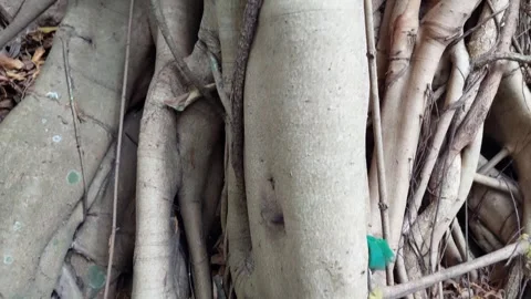 Tree roots in the forest Stock Footage 266474707