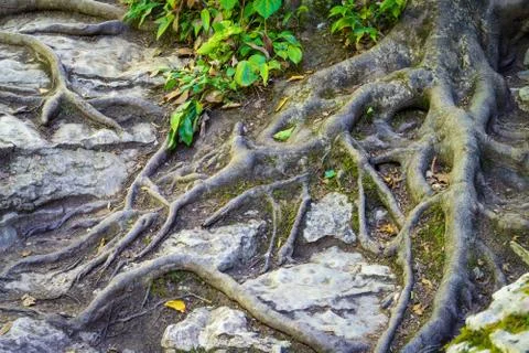Tree with roots in the forest growing between stones Stock Photos