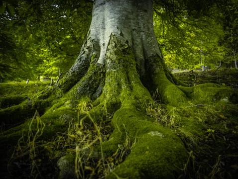 Tree Roots In A Forest Stock-Fotos