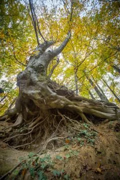 Tree roots in forest Stock Photos