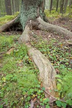 Tree roots at forest Stock Photos