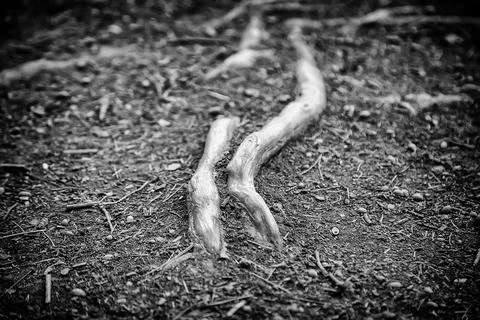 Tree roots in a forest Stock Photos