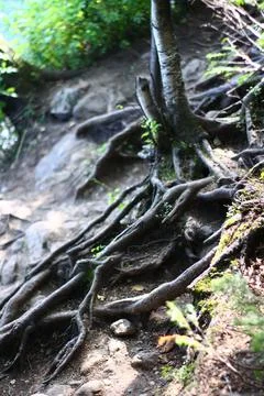 Tree roots in the forest Stock Photos