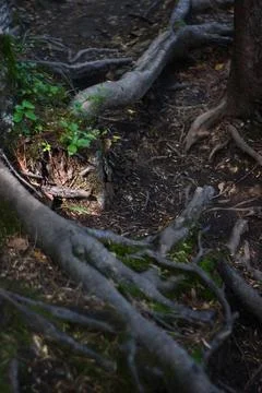 Tree roots in the forest Stock Photos