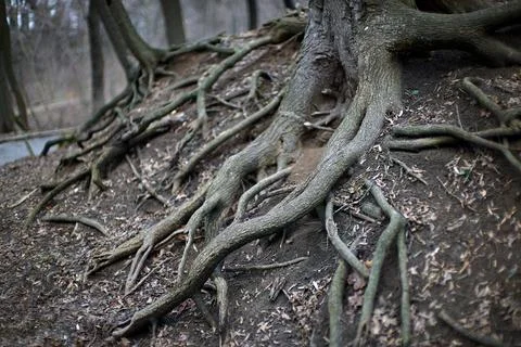 Tree roots in the forest Stock Photos