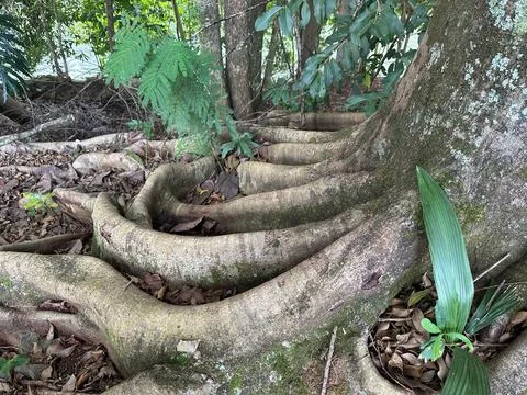 Tree roots in the forest Stock Photos