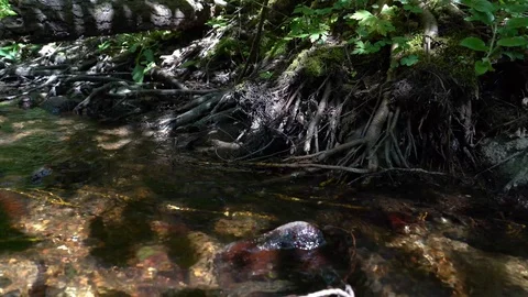 Tree roots in the forest river Stock Footage 110304165