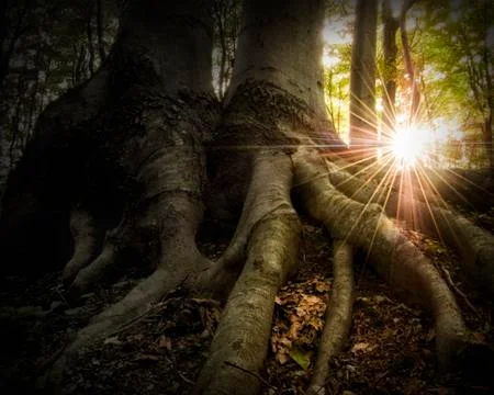Tree roots in forest at sunset Stock Photos
