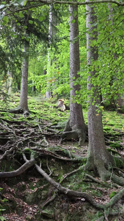 Tree roots in forest vertical video Stock Footage 288008269