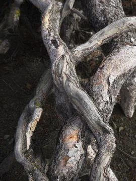 Tree roots form abstract design. Stock Photos