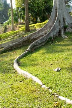 Tree roots in the garden Stock Photos