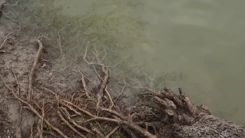 Tree roots going into the water 動画素材 195277649