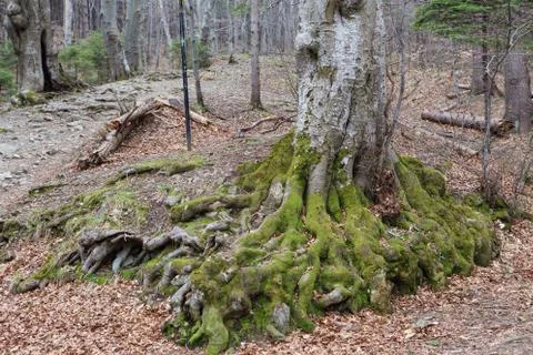 Tree roots in a green forest Stock Photos