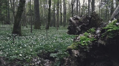 Tree roots in green grass Stock Footage 80002178