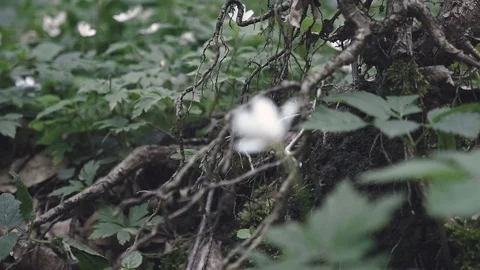 Tree roots in green grass Stock Footage 80002422
