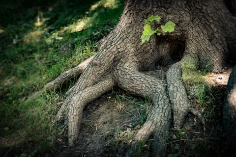 Tree roots with green grass Stock Photos