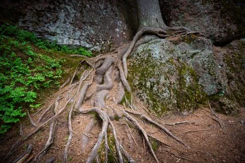 Tree roots with green grass Foto stock
