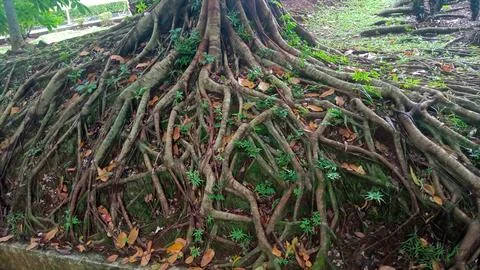 Tree roots grip the ground Stock Photos
