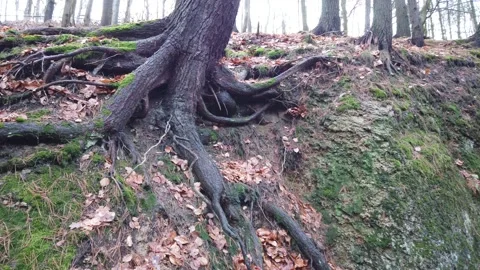 Tree roots with ground covered with moss in forest Stock Footage 228603976