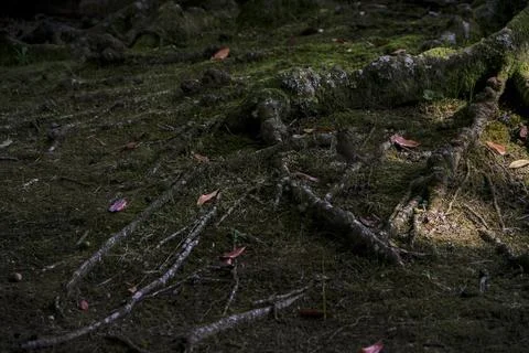 Tree roots on the ground in the forest, closeup of photo Stock Photos