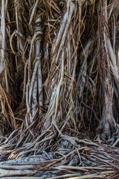 Tree roots on the ground. Stock Photos