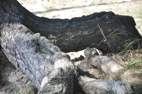 Tree roots on the ground Foto stock