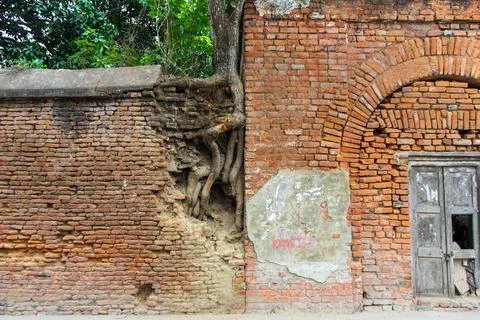 Tree roots grow in an old brick wall next to a red brick house Stock Photos