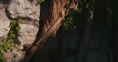 Tree Roots Growing Along Stone Wall Stock Footage 335347676